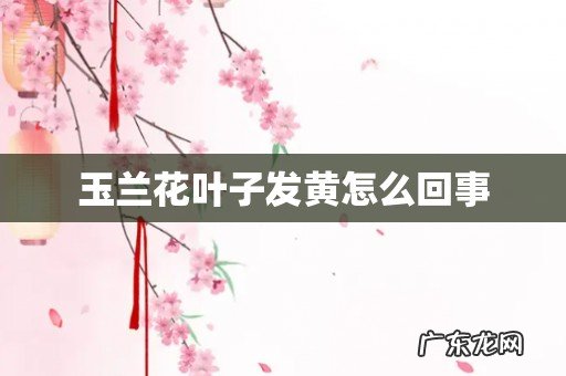 玉兰花叶子发黄怎么回事