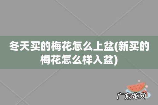 新买的梅花怎么样入盆 冬天买的梅花怎么上盆