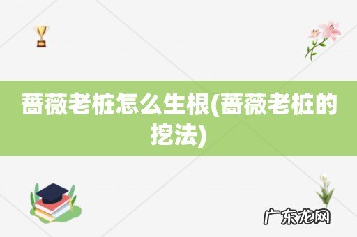 蔷薇老桩的挖法 蔷薇老桩怎么生根