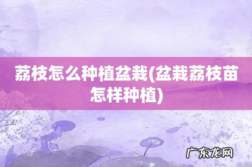 盆栽荔枝苗怎样种植 荔枝怎么种植盆栽