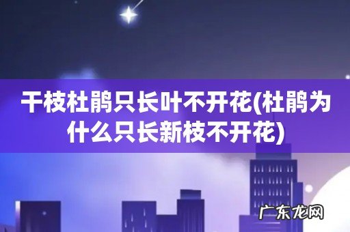 杜鹃为什么只长新枝不开花 干枝杜鹃只长叶不开花