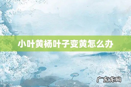 小叶黄杨叶子变黄怎么办