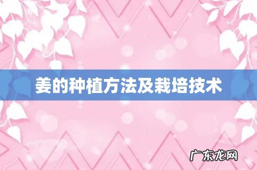 姜的种植方法及栽培技术