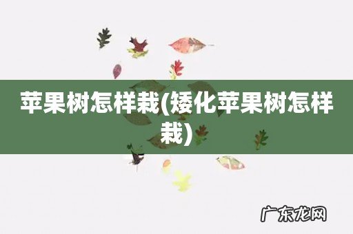 矮化苹果树怎样栽 苹果树怎样栽