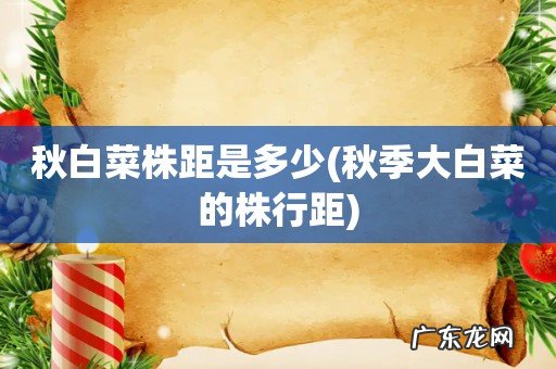 秋季大白菜的株行距 秋白菜株距是多少