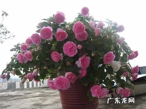 各种花代表着什么意义 花的风水寓意