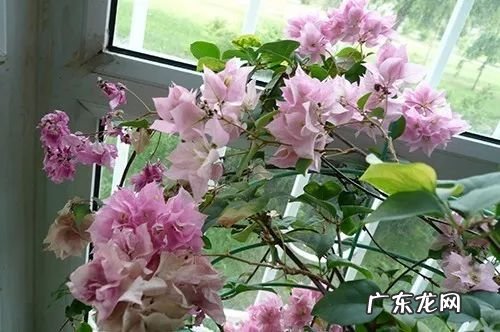 各种花代表着什么意义 花的风水寓意