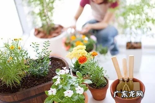 各种花代表着什么意义 花的风水寓意