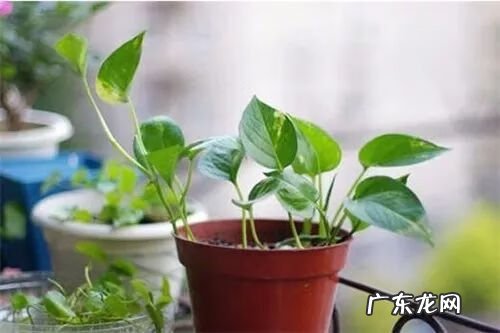 各种花代表着什么意义 花的风水寓意