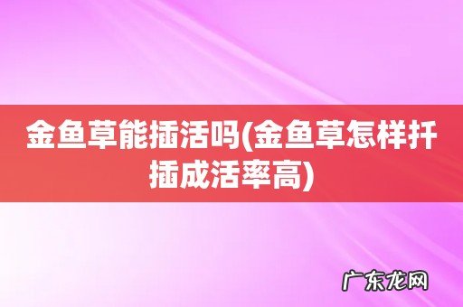 金鱼草怎样扦插成活率高 金鱼草能插活吗