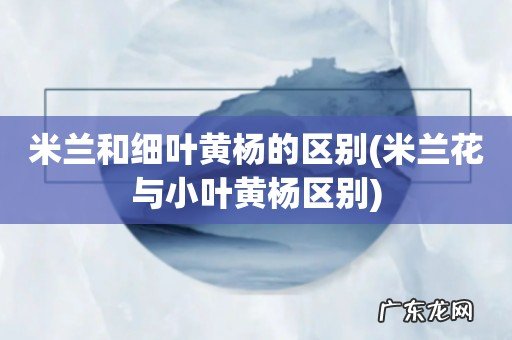 米兰花与小叶黄杨区别 米兰和细叶黄杨的区别