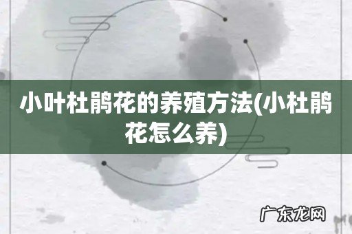 小杜鹃花怎么养 小叶杜鹃花的养殖方法