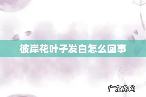 彼岸花叶子发白怎么回事