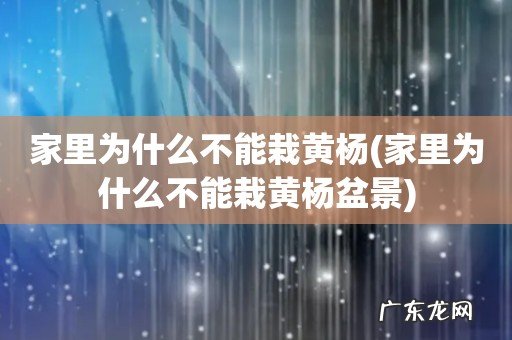 家里为什么不能栽黄杨盆景 家里为什么不能栽黄杨