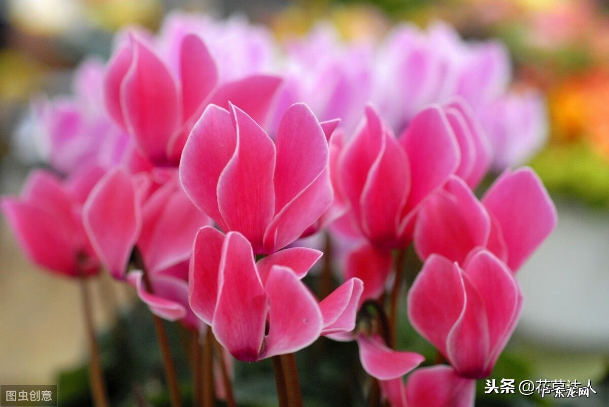 顶楼露台适合养花吗 阳台养花风水