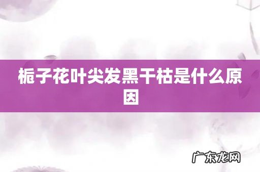 栀子花叶尖发黑干枯是什么原因