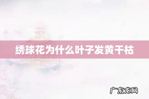 绣球花为什么叶子发黄干枯