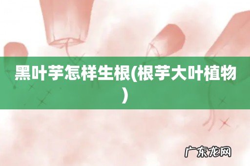 根芋大叶植物 黑叶芋怎样生根