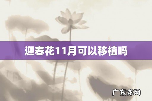 迎春花11月可以移植吗