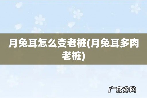 月兔耳多肉老桩 月兔耳怎么变老桩