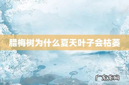 腊梅树为什么夏天叶子会枯萎