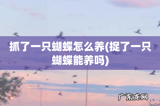 捉了一只蝴蝶能养吗 抓了一只蝴蝶怎么养