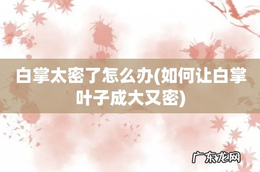 如何让白掌叶子成大又密 白掌太密了怎么办