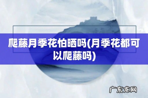 月季花都可以爬藤吗 爬藤月季花怕晒吗