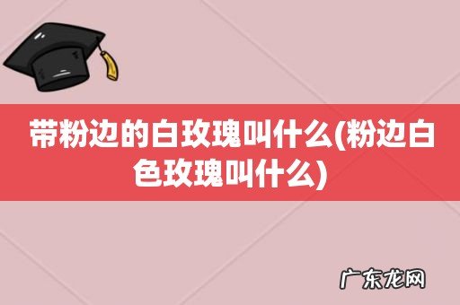 粉边白色玫瑰叫什么 带粉边的白玫瑰叫什么