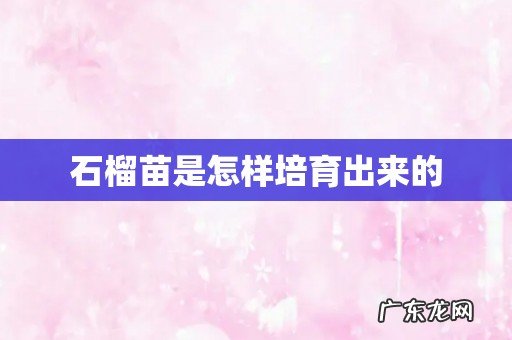 石榴苗是怎样培育出来的