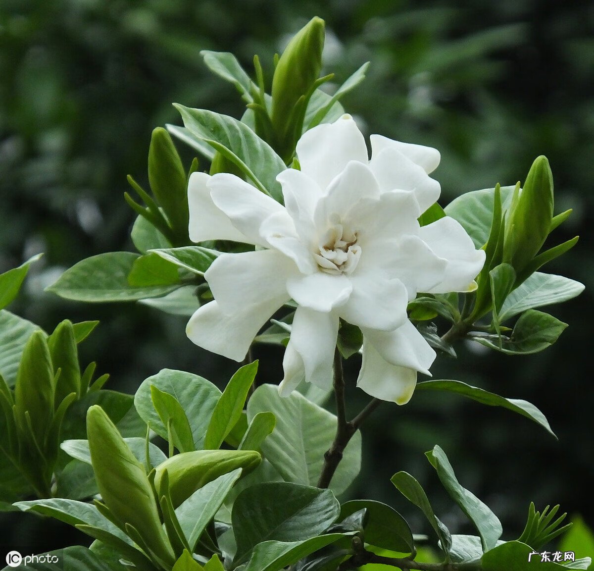 栀子花有什么寓意是什么 栀子花风水上有什么讲究