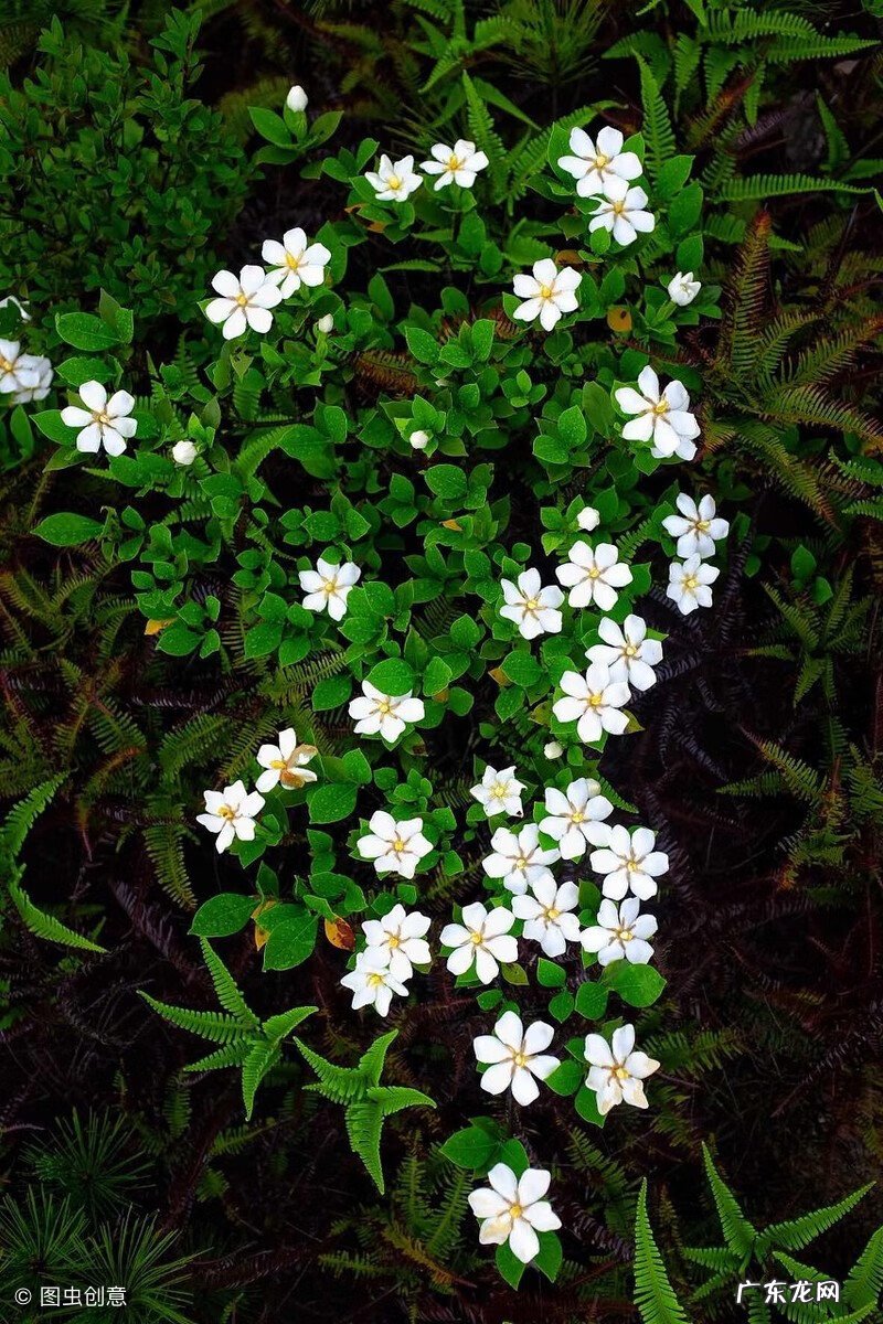 栀子花有什么寓意是什么 栀子花风水上有什么讲究