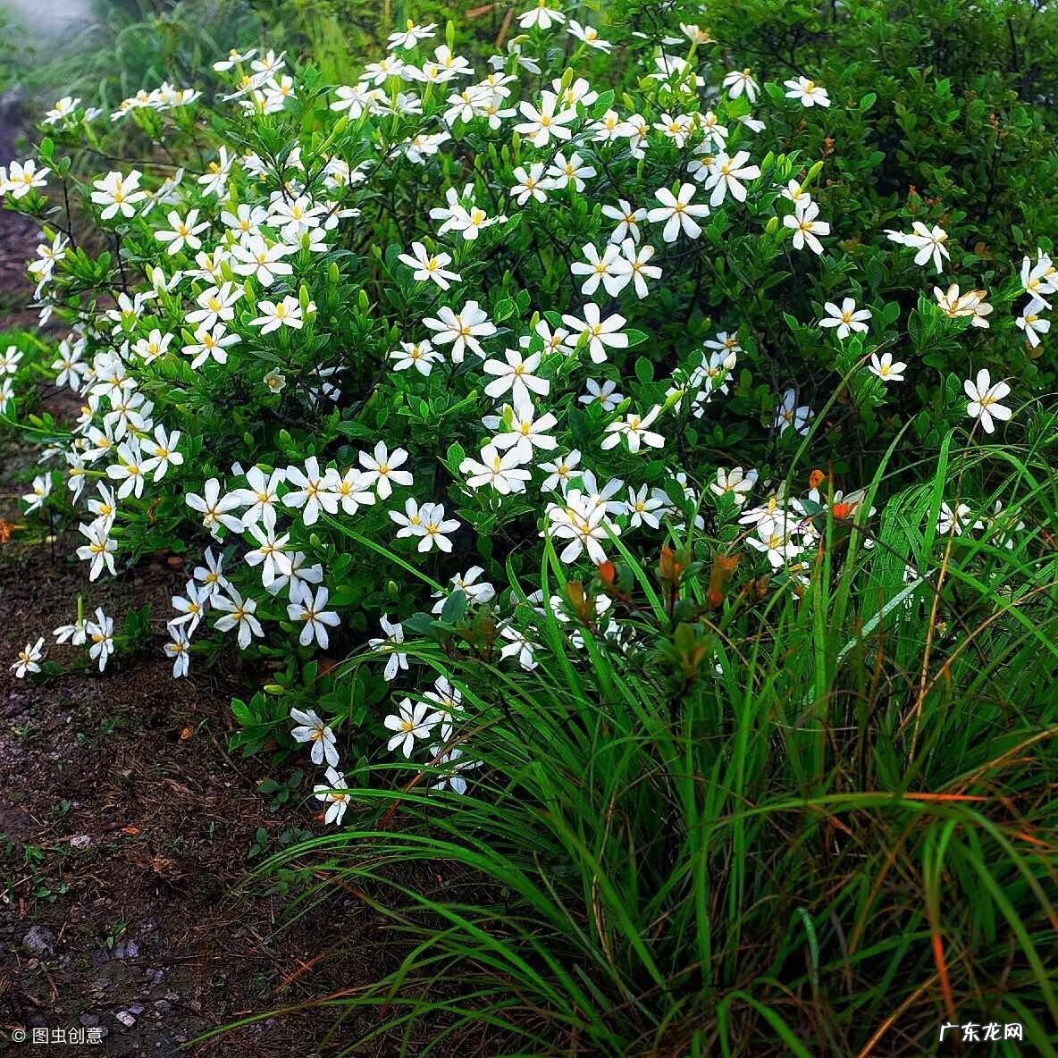 栀子花有什么寓意是什么 栀子花风水上有什么讲究