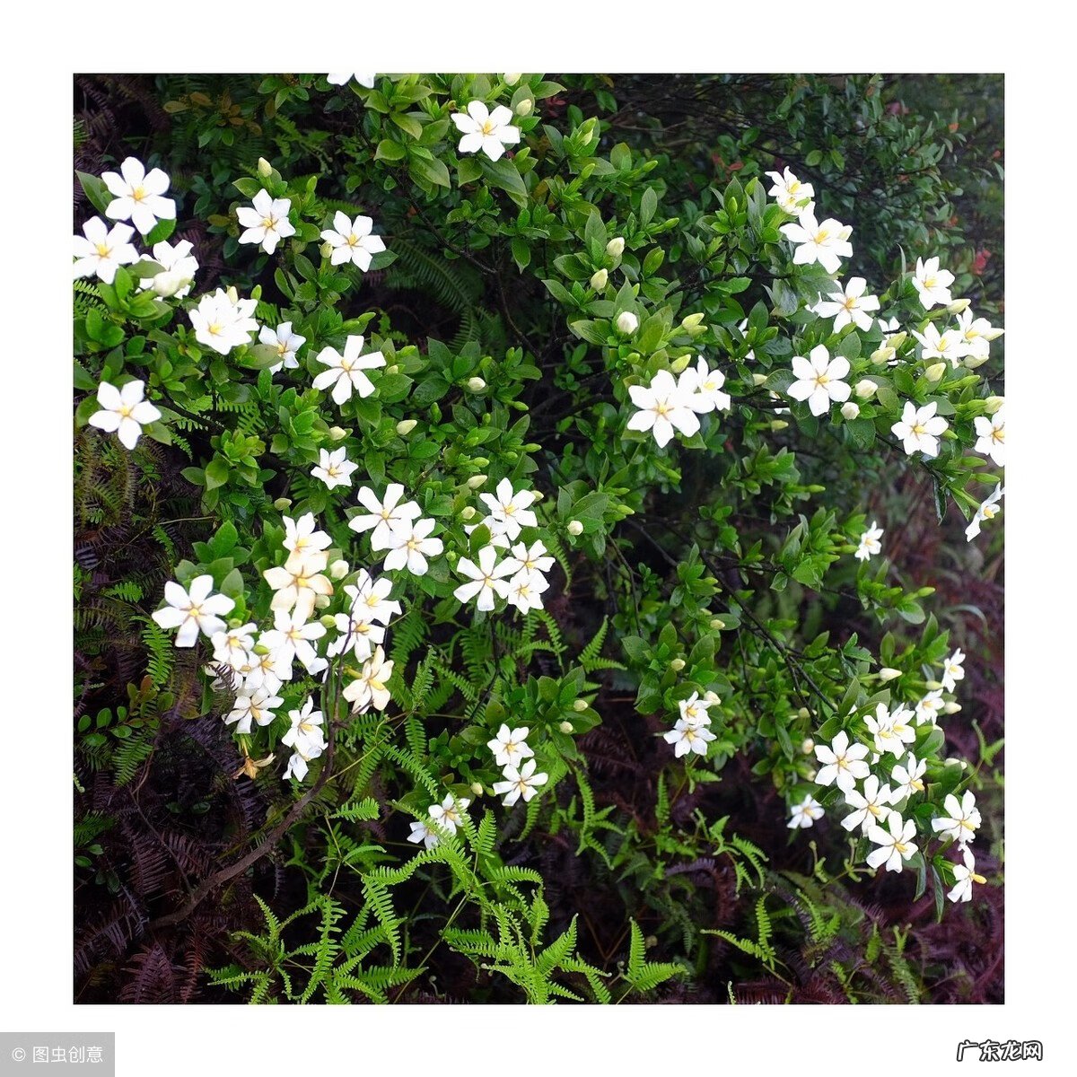 栀子花有什么寓意是什么 栀子花风水上有什么讲究