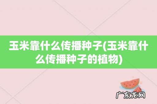 玉米靠什么传播种子的植物 玉米靠什么传播种子