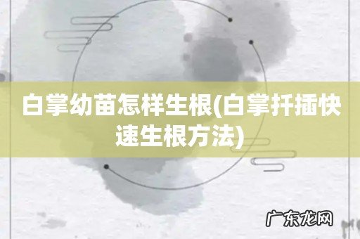 白掌扦插快速生根方法 白掌幼苗怎样生根