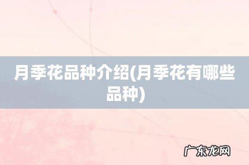 月季花有哪些品种 月季花品种介绍
