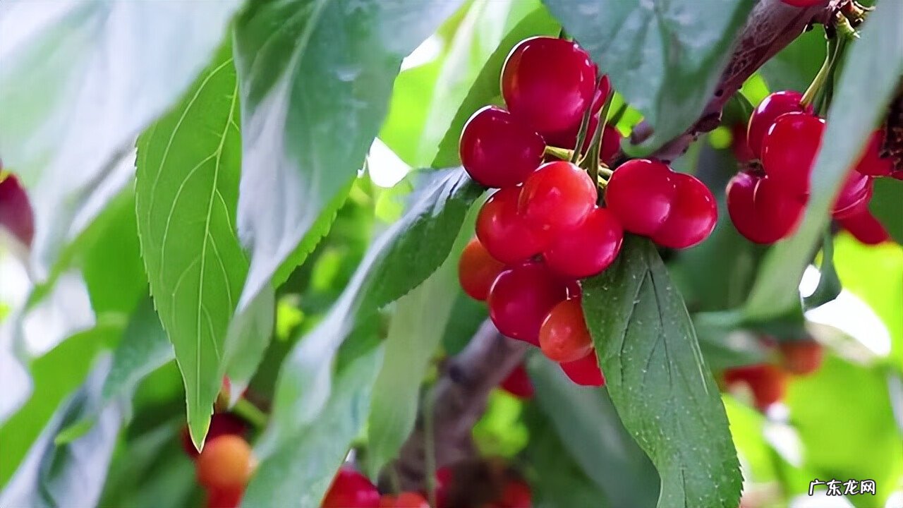 喉炎的早期症状和前兆 慢性喉炎症状