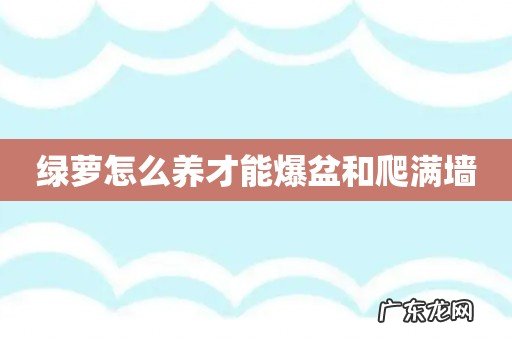 绿萝怎么养才能爆盆和爬满墙