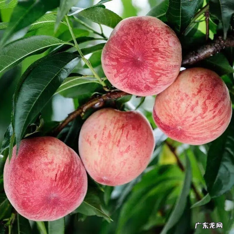 适合露台种的树 露台种什么树风水好