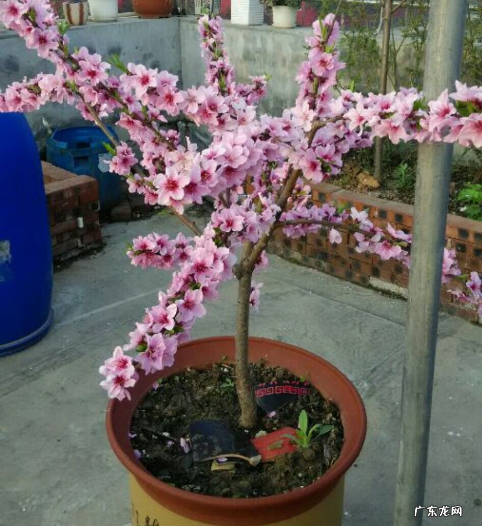 适合露台种的树 露台种什么树风水好