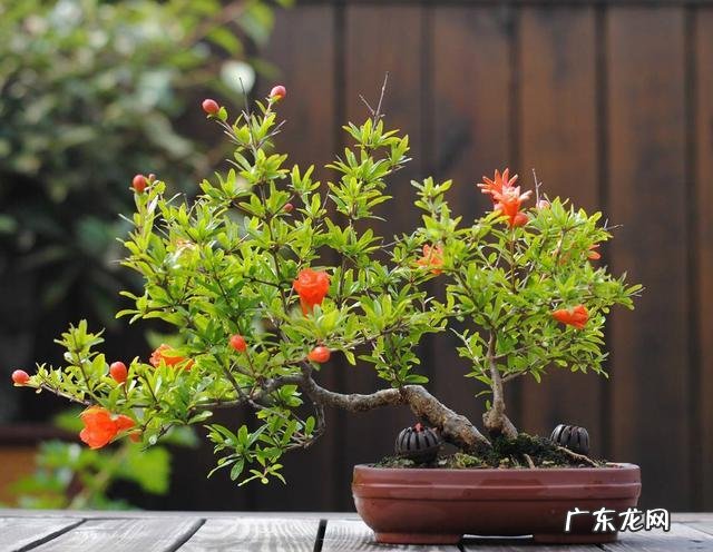 适合露台种的树 露台种什么树风水好