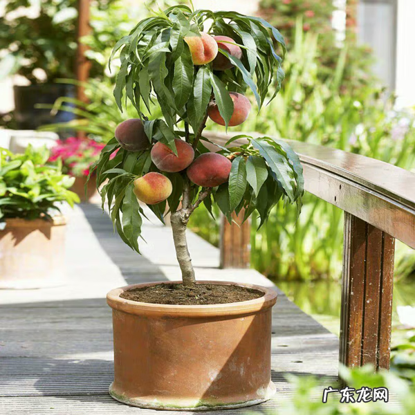 适合露台种的树 露台种什么树风水好