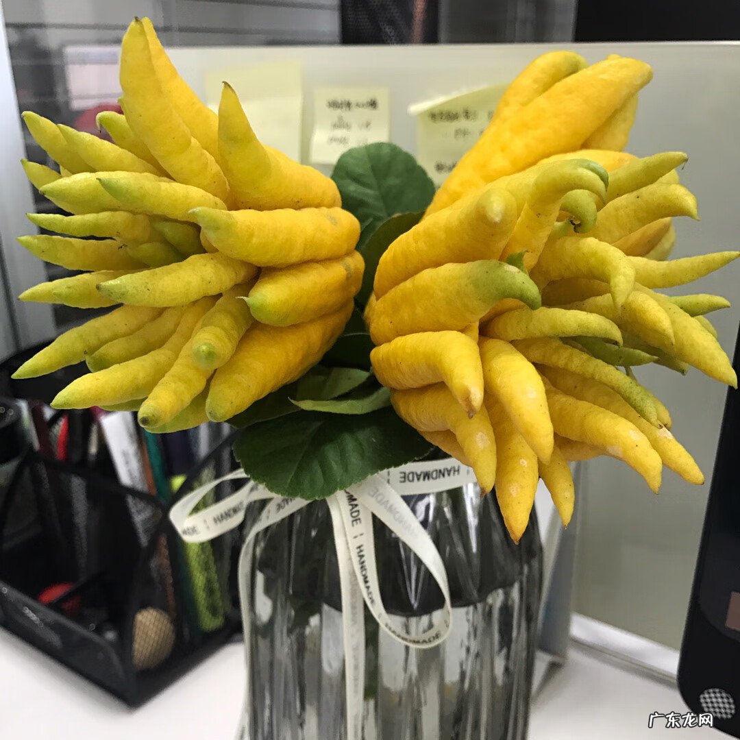 适合露台种的树 露台种什么树风水好