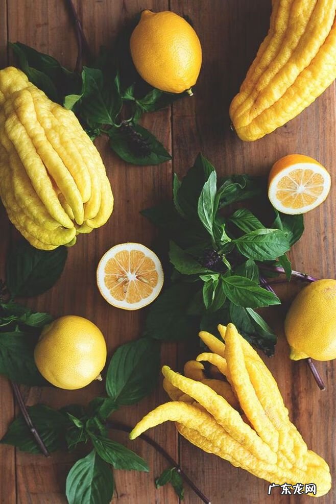 适合露台种的树 露台种什么树风水好