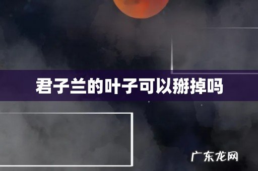 君子兰的叶子可以掰掉吗