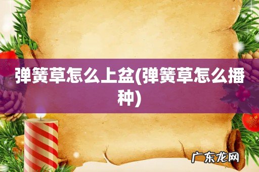 弹簧草怎么播种 弹簧草怎么上盆