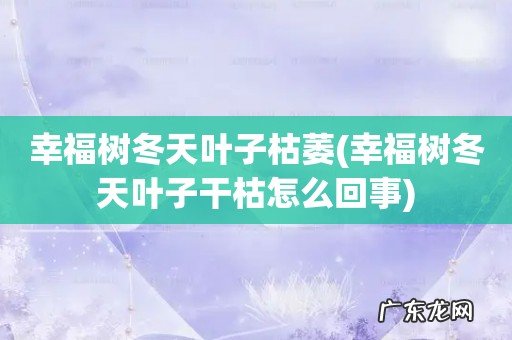 幸福树冬天叶子干枯怎么回事 幸福树冬天叶子枯萎