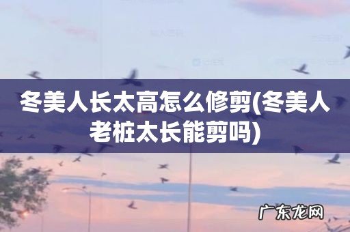 冬美人老桩太长能剪吗 冬美人长太高怎么修剪