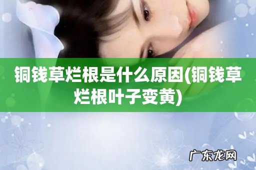 铜钱草烂根叶子变黄 铜钱草烂根是什么原因